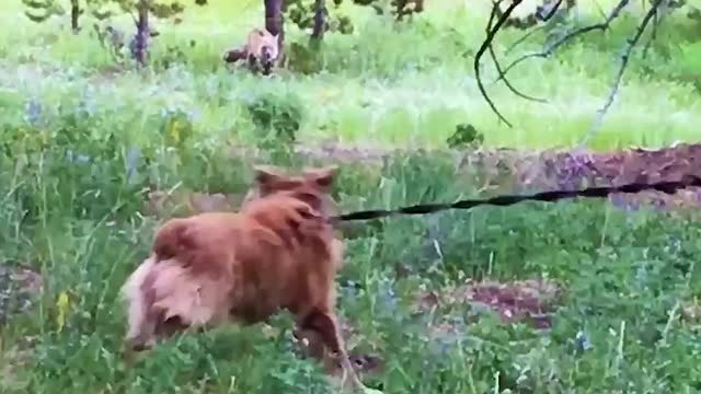 Wild Fox Ignores Australian Shepherd