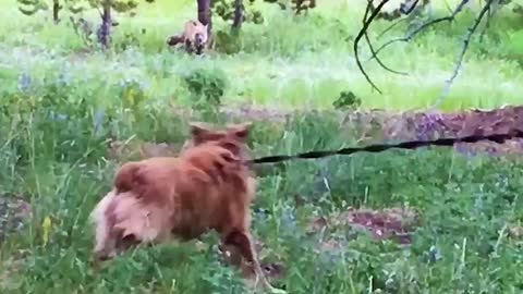 Wild Fox Ignores Australian Shepherd