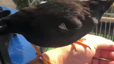 Pet bird with black feathers