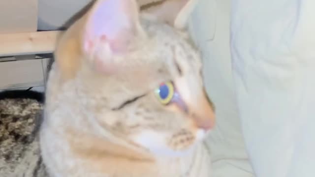 Cat VS mysterious hand 😂🤔 #cat #funny #viral #fyp #cute