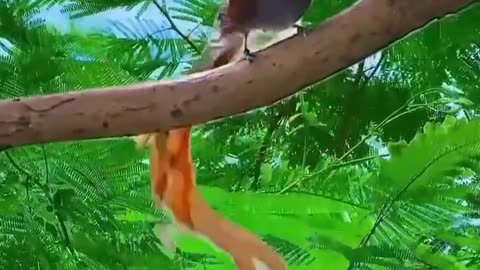 Beautiful bird