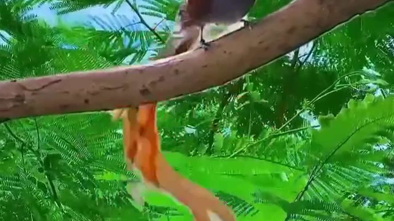 Beautiful bird