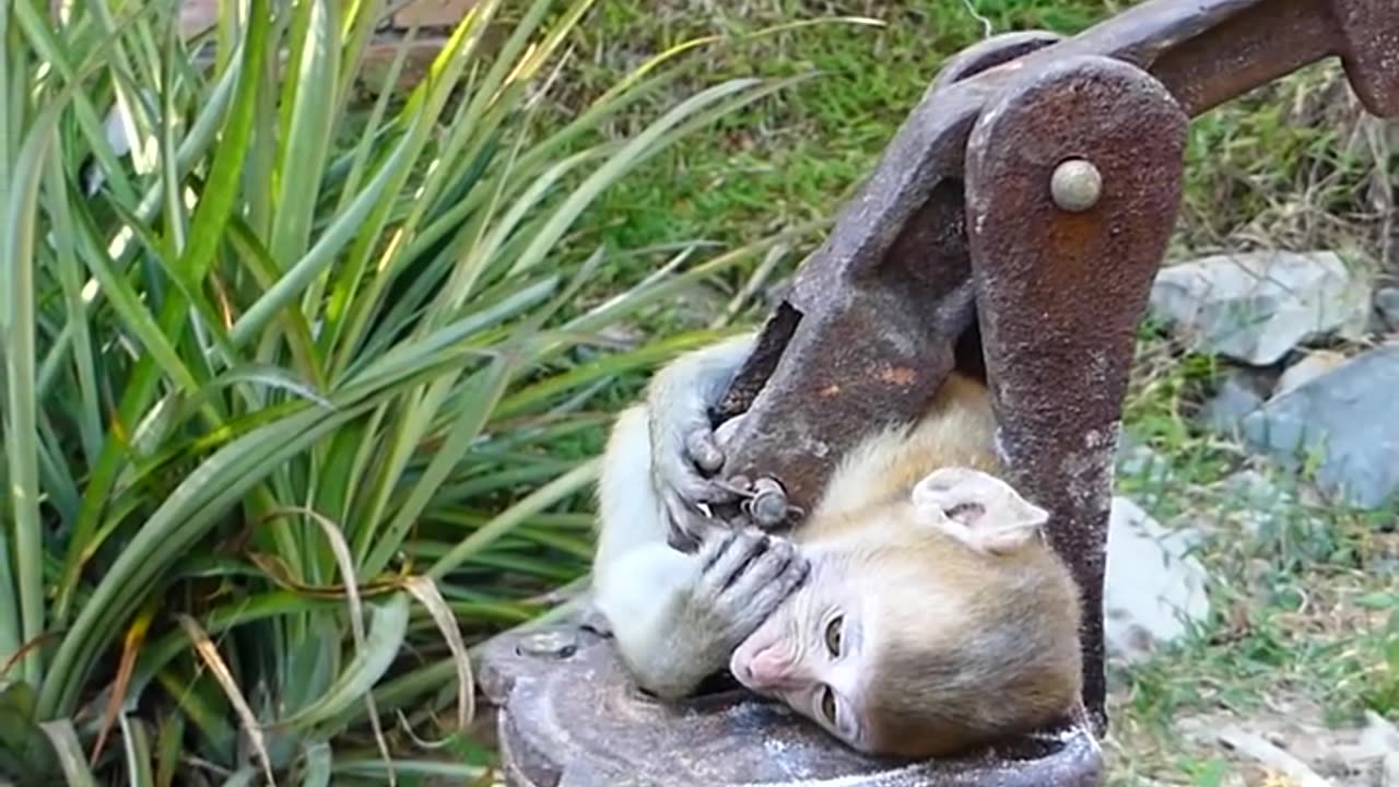 A heart touching monkey video