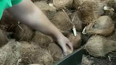 Coconut water
