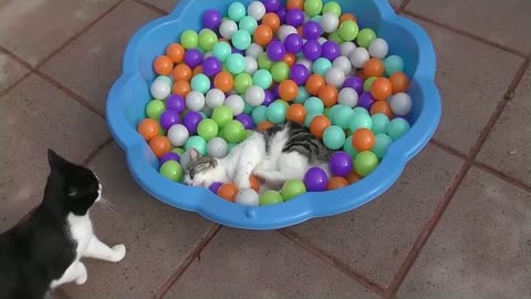 Funny & Cute Cat Compilation Video