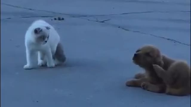James Bond Dog