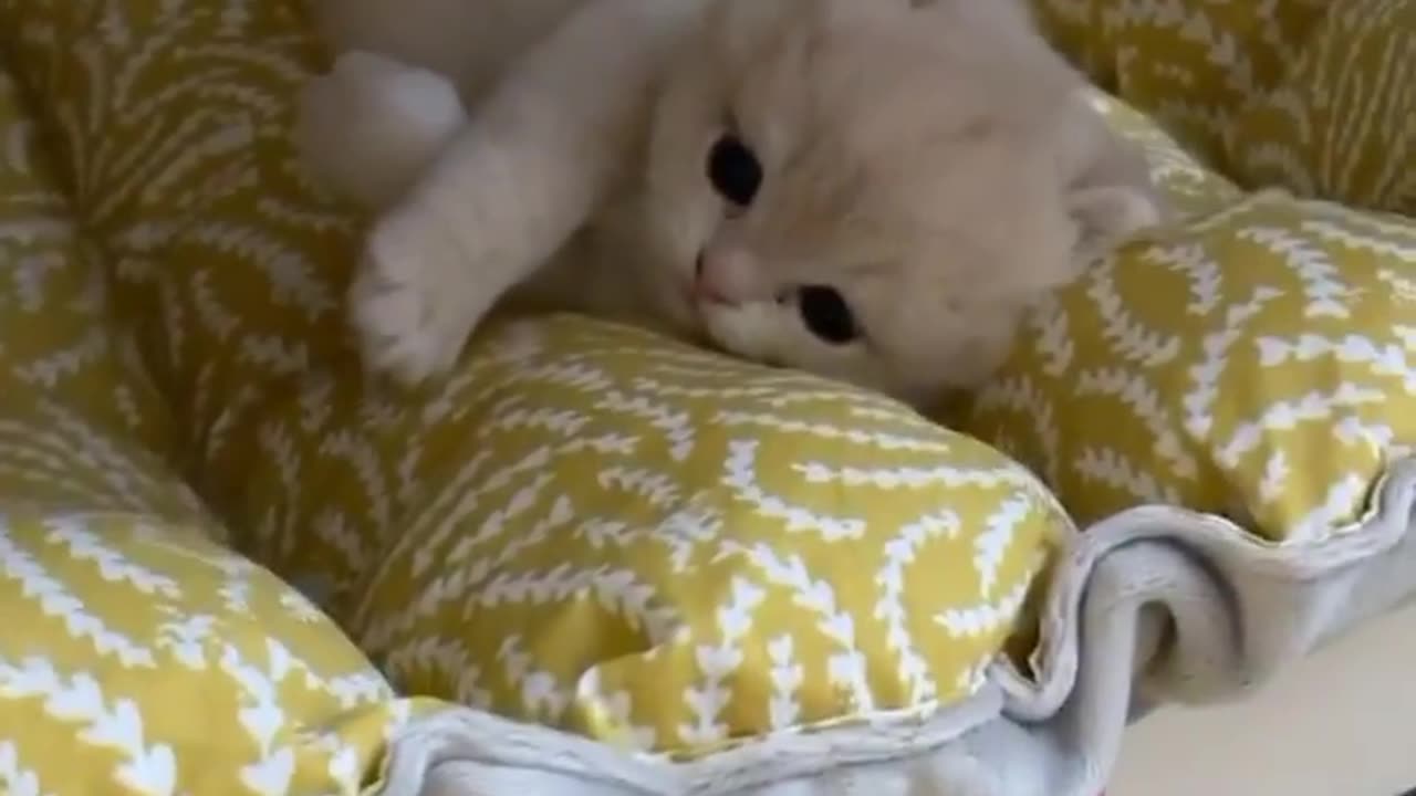 Kitty🥺♥️
