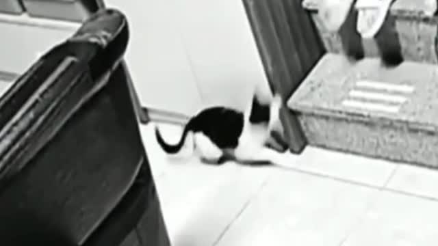 Cat try to scare his owner