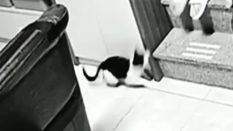 Cat try to scare his owner