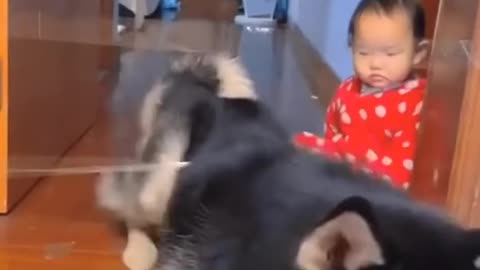 Cute baby and dogs