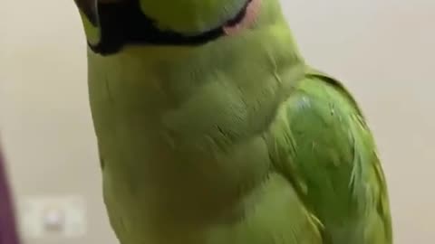 Parrot funny Talk