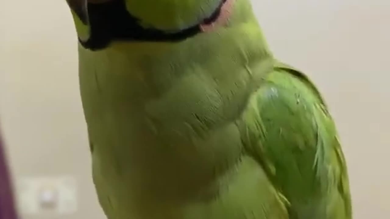 Parrot funny Talk