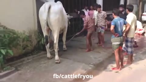 Funny animal videos, You will burst out laughing