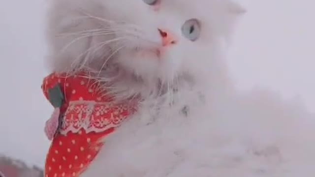 Beautiful cat funny
