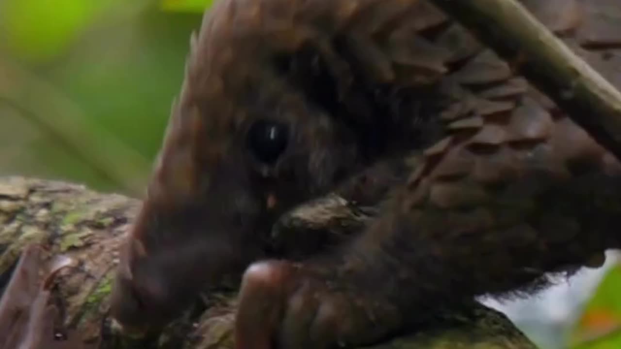 Pangolins Eat Enough Ants & Termites To Provide Insect Control For Nearby Forests & Farmers