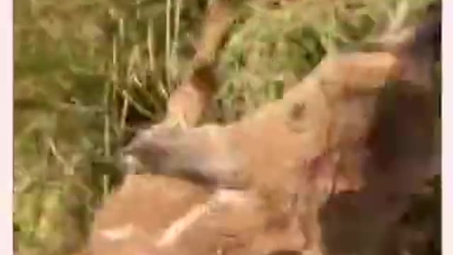 Dog Saved A Deer Paddling His Way Through Muddy Water