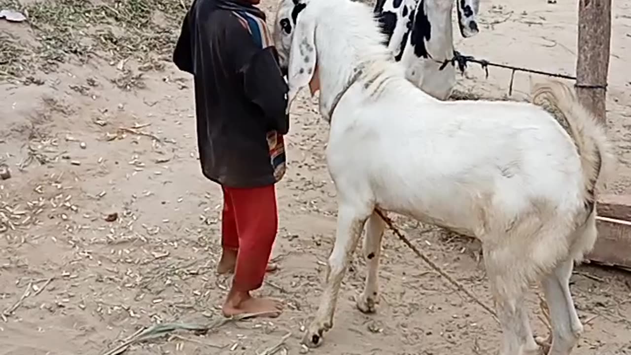 Village life in Pakistan village vlog