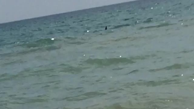 dolphins on the shore