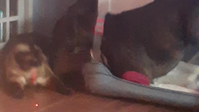 mingis and tracker compete for laser time