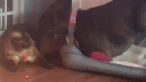 mingis and tracker compete for laser time
