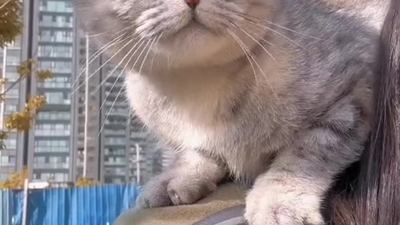 Cat TikTok video 🐈