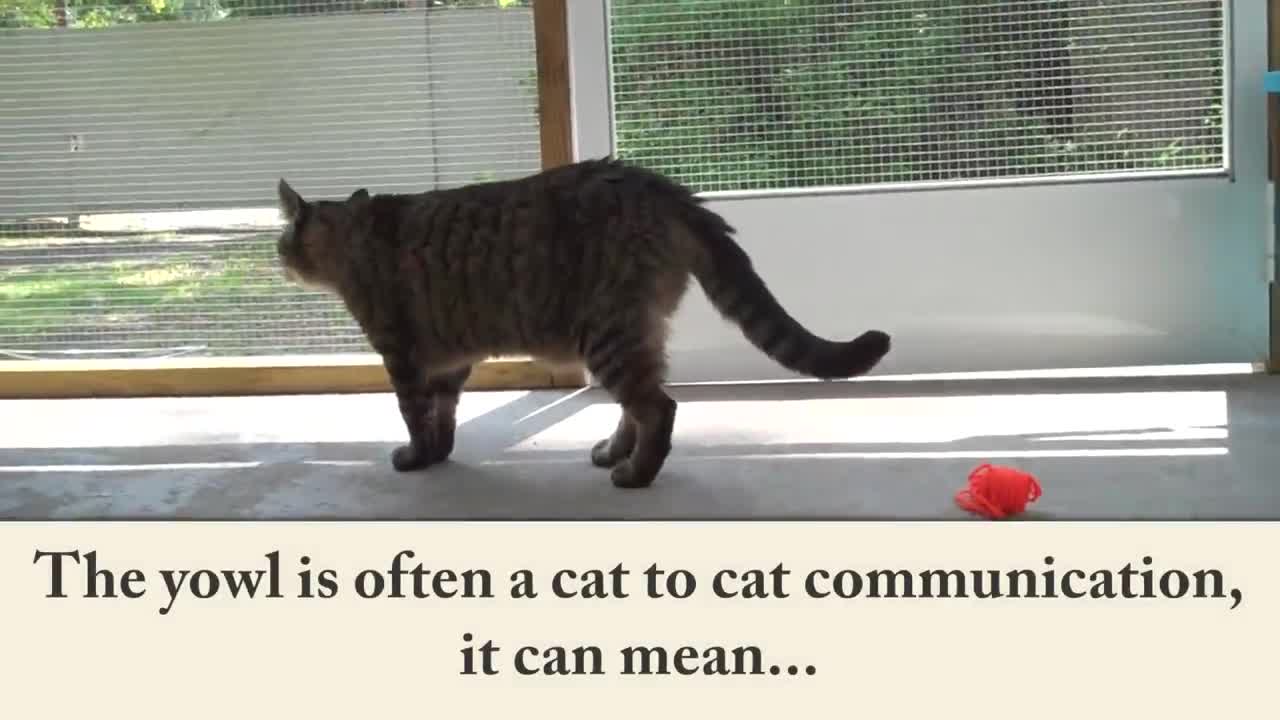 7 Sounds Cats Make and What They Mean