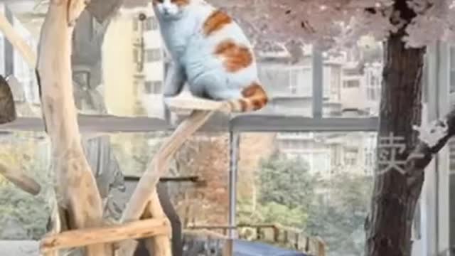 A tree for cats and pets #tiktok #shorts #wares_s_aliexpress