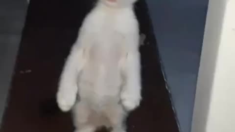 Standing cat. (Follow me)