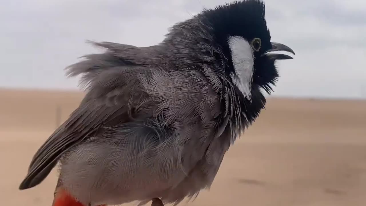 White-eared bulbul..