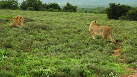 African Lions: Guardians of the Grasslands"