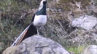 Beautiful Golden Pheasants and Wading Birds