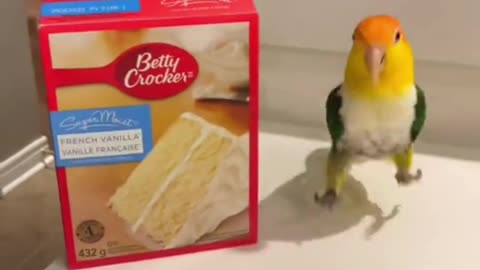 funny bird video