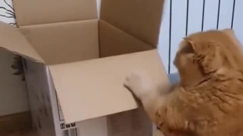 Cat gets stuck in box 😅