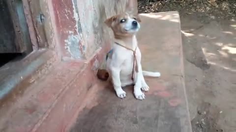 Dog Puppy-Cute Barking