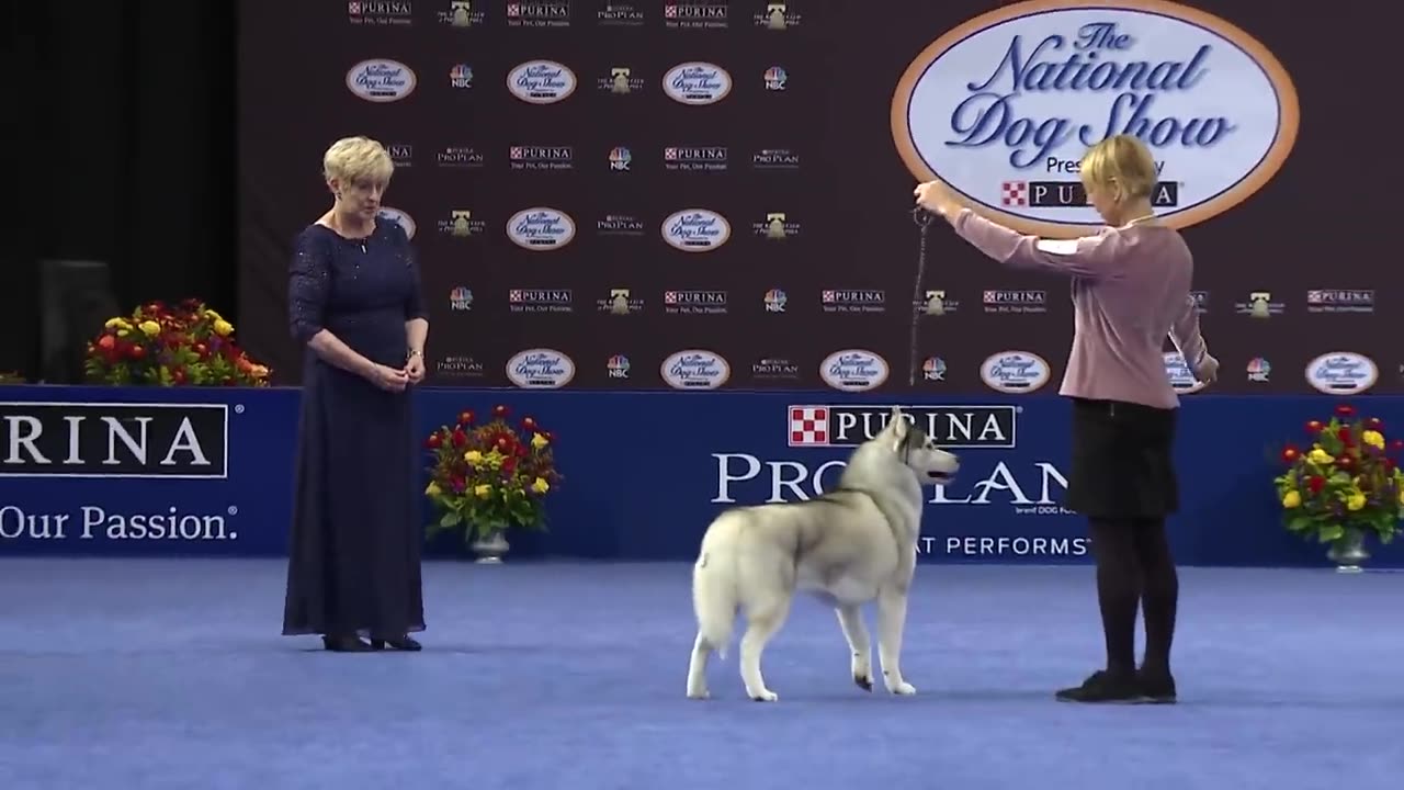 National Dog Show | Best in Show