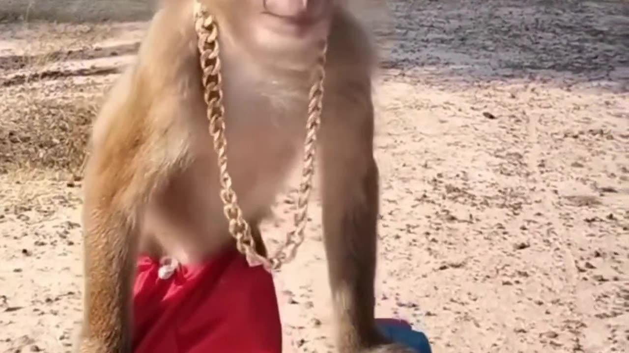 Monkey funny video