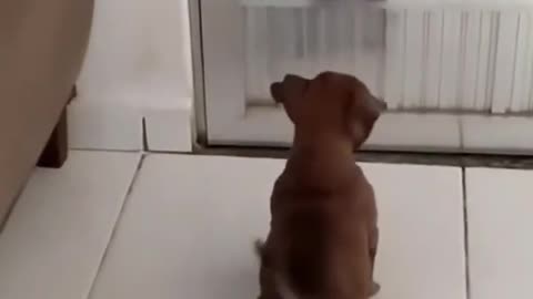 Mirror funny dog video