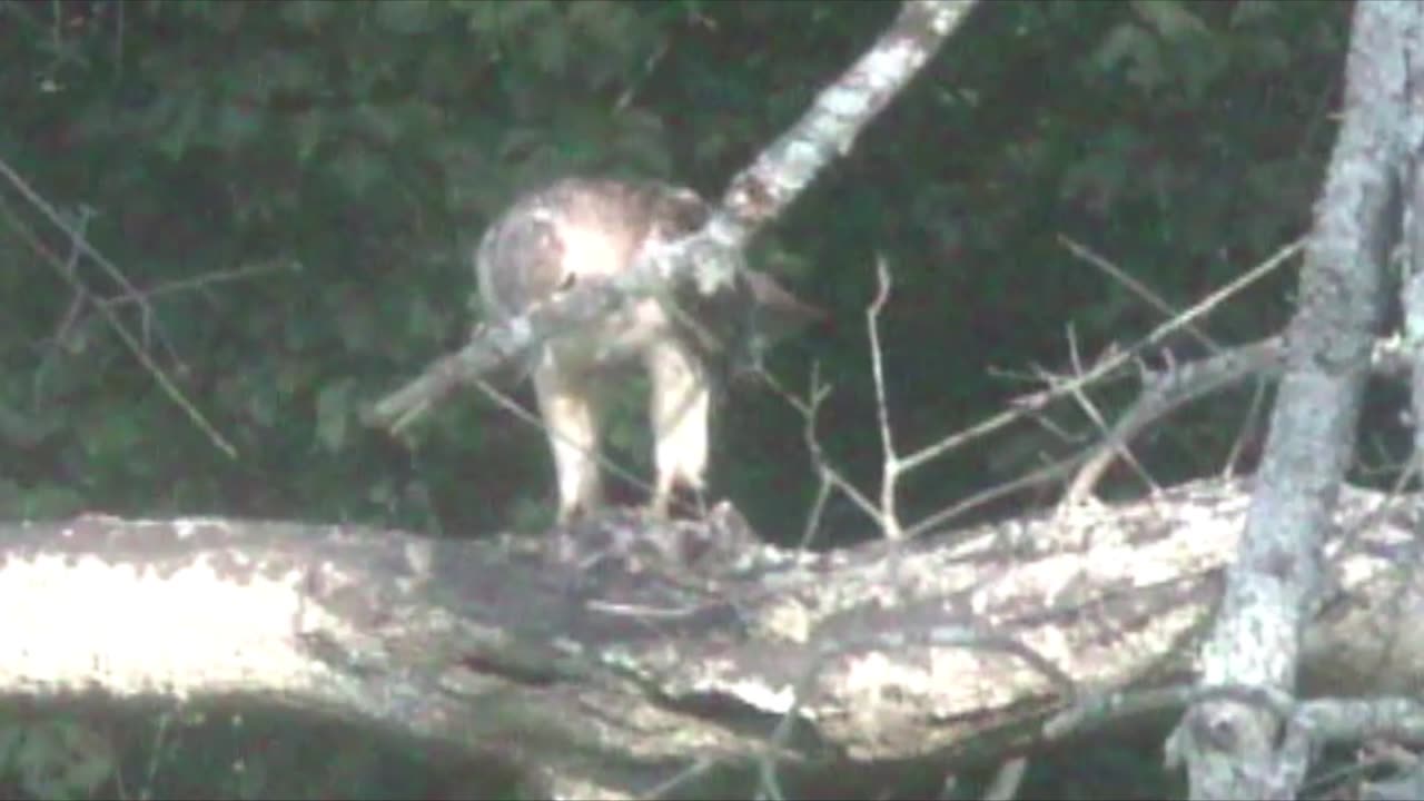 Filet O Rodent, Airborn Predator Eats Dinner