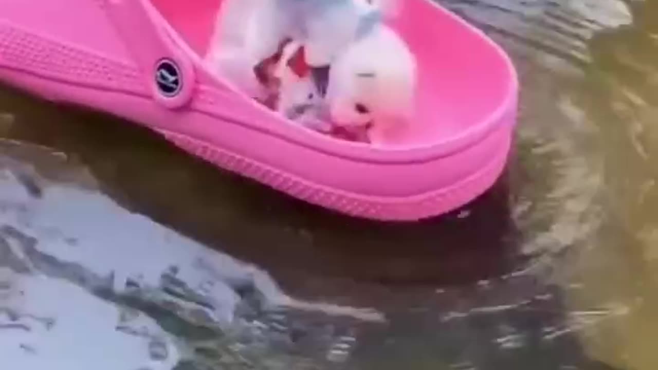 Get have funniest cat video in 2024..part of 2024