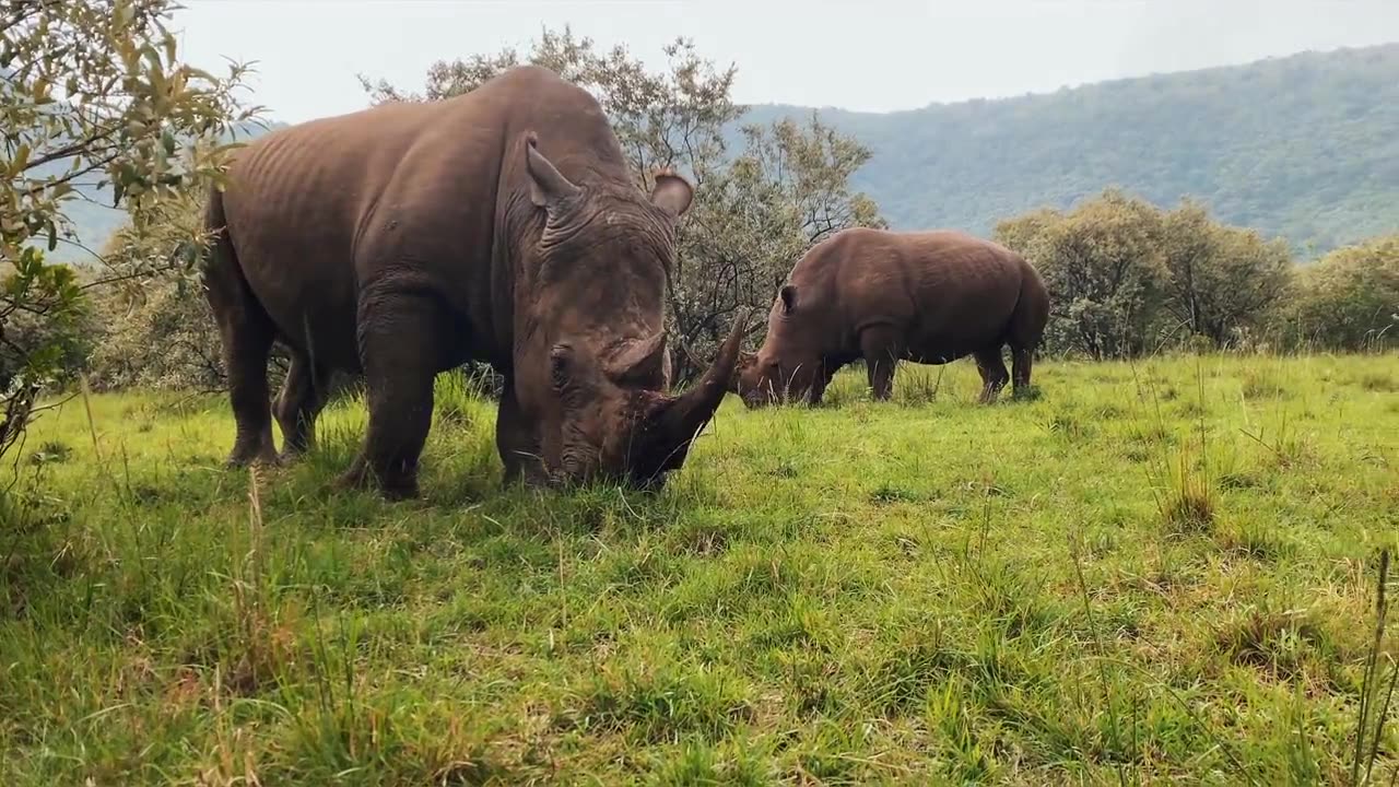 There are really big animals that eat in the wild