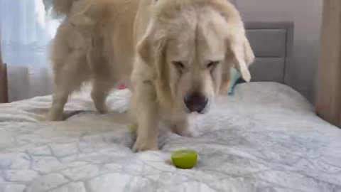 My Golden Retriever Reacts to Trying Lime