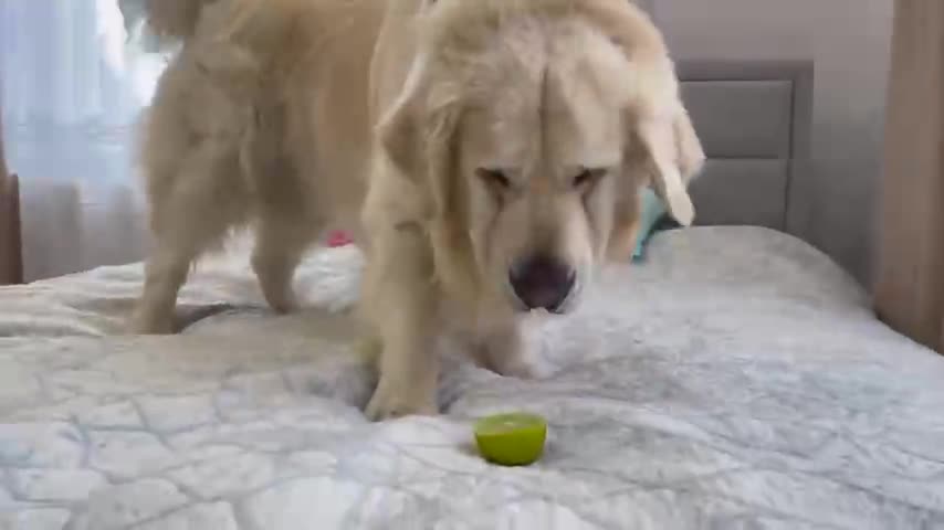 My Golden Retriever Reacts to Trying Lime