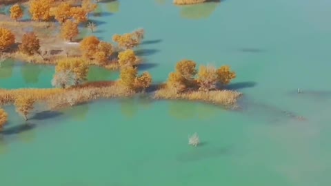 Populus euphratica symbolizes a kind of spirit, a place of drought and saline-alkali land.