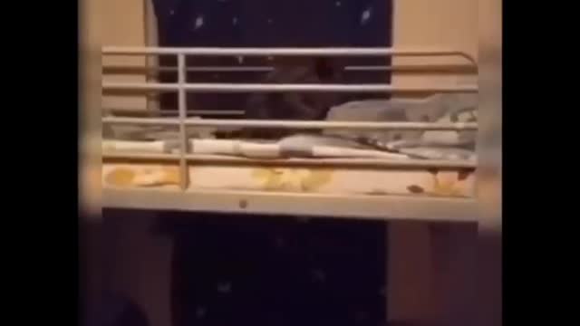 Daily Video 😹 - Don't try to hold back Laughter 😂 - Funny Cats Life