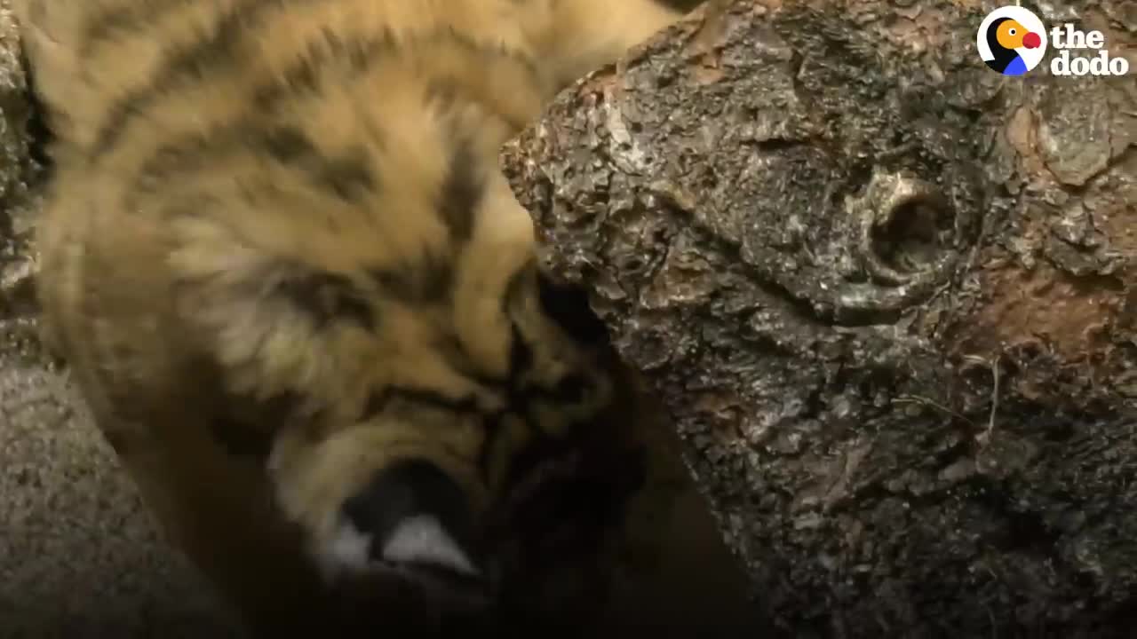 A Year In The Life Of A Baby Tiger | The Dodo Little But Fierce