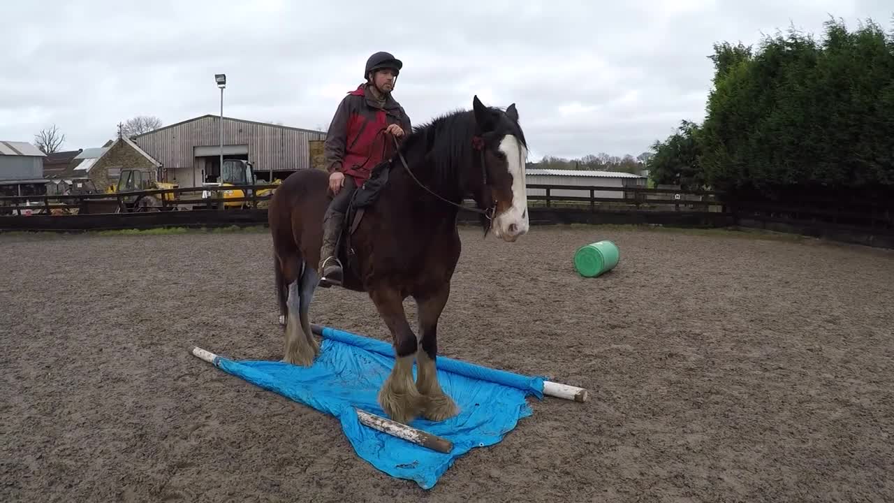 how to train horse.training funny horse