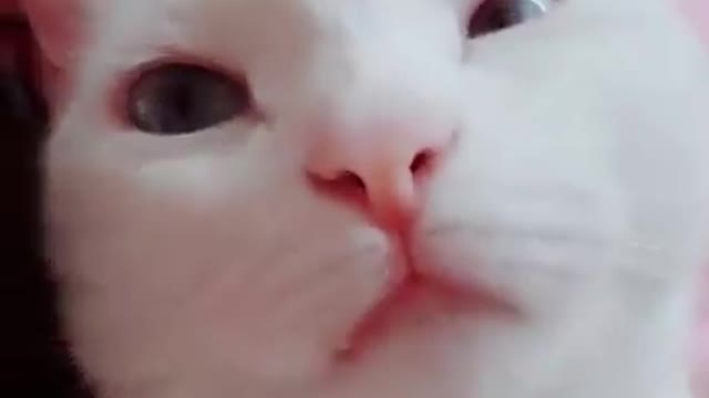 Adorable Cats