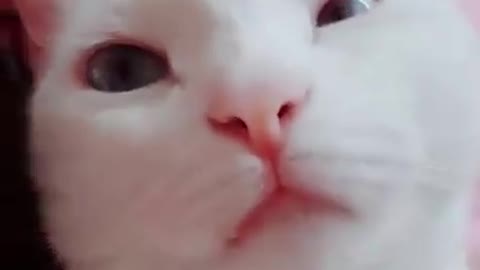 Adorable Cats