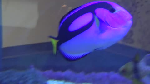 Blue Tang