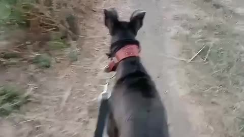 Dog training